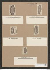 Navicula nitescens Rs. (de-Toni-Nr.: Genus 1, Species 301) Zeichnungen Sammlung Grunow Nr. 706 (NHMW-BOT-W0367084)